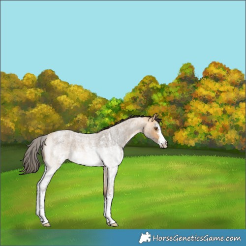 Horse Color:Buckskin Roan Sabino