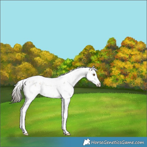 Horse Color:Buckskin Sabino 