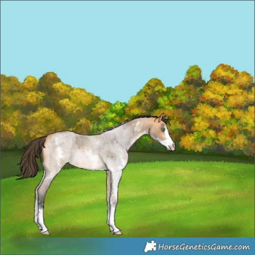 Horse Color:Buckskin Roan Sabino