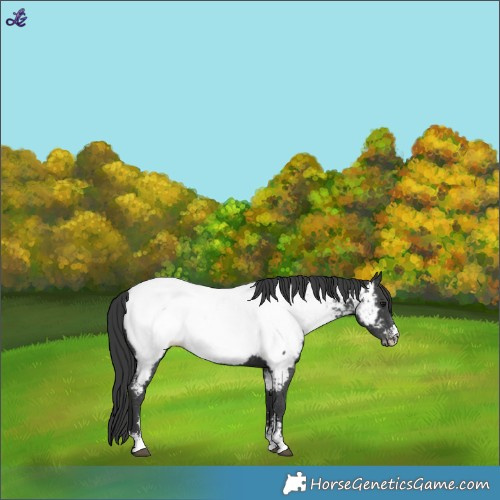 Horse Color:Black Sabino Near Fewspot Rabicano 