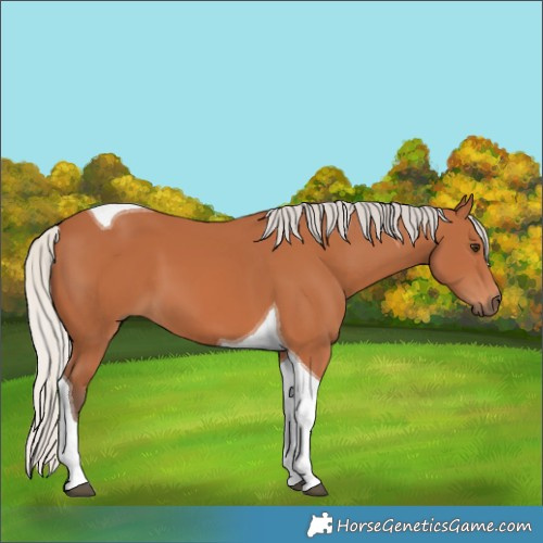 Horse Color:Silver Bay Tobiano