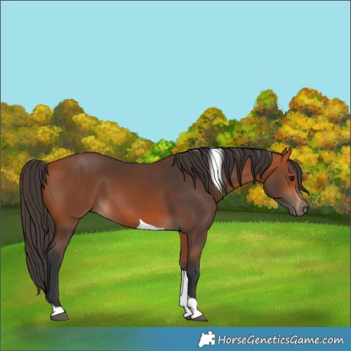 Horse Color:Bay Tobiano 