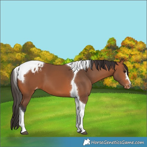Horse Color:Bay Tobiano Blanket