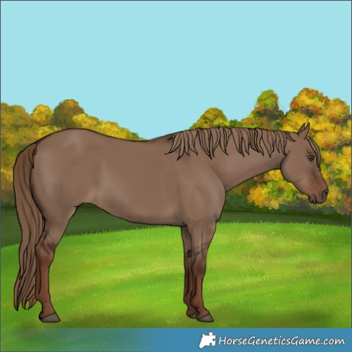Horse Color:White Spotted Liver Red Dun