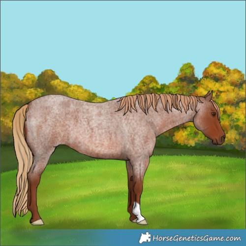 Horse Color:Red Roan 