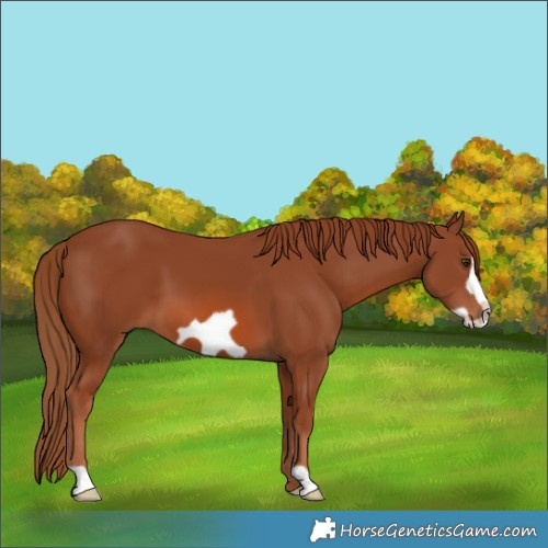 Horse Color:Chestnut Frame 