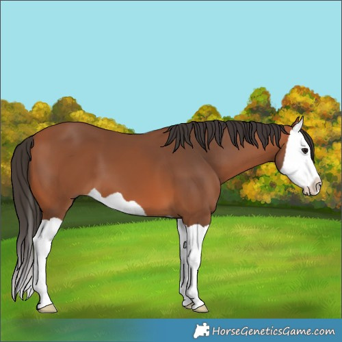 Horse Color:Bay Splash