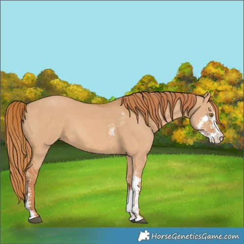 Horse Color:Red Dun Sabino