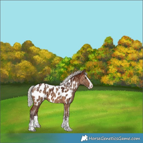 Horse Color:Powder White Silver Brown Dun Splash Near Leopard Brindle 