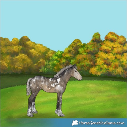 Horse Color:Powder White White Spotted Silver Smoky Grullo Brindle