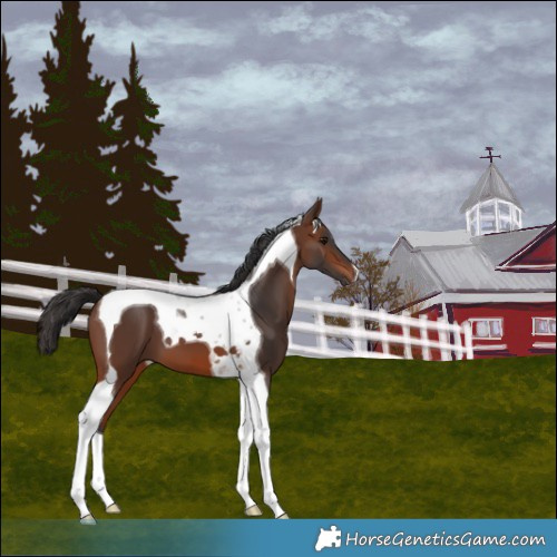 Horse Color:Brown Tobiano 