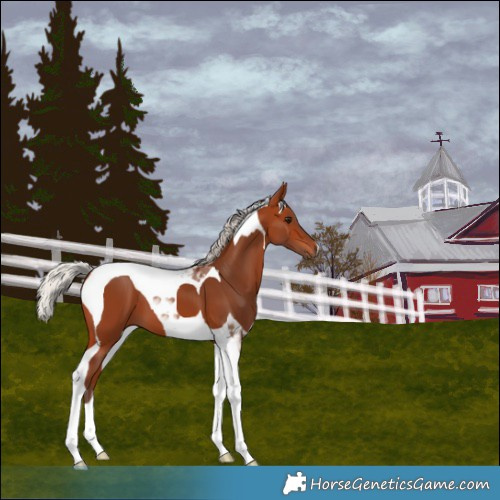 Horse Color:Silver Bay Tobiano 