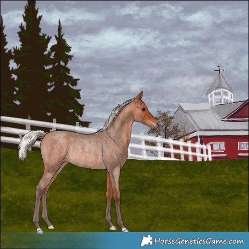 Horse Color:Silver Bay Roan Rabicano
