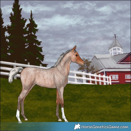 Horse Color:Silver Bay Roan