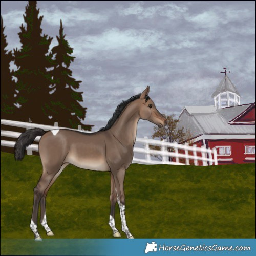 Horse Color:Brown Dun Tobiano 