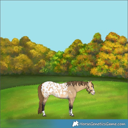 Horse Color:Buckskin Dun Splash Tobiano Blanket 