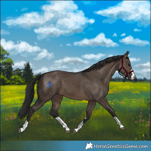 Horse Color:Brown Dun