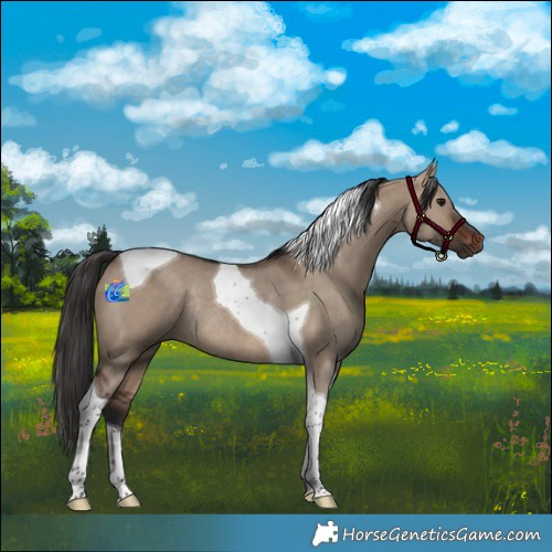 Horse Color:Brown Dun Tobiano Rabicano 