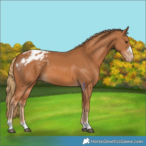 Horse Color:Chestnut Blanket
