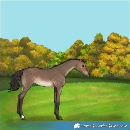 Horse Color:Brown Dun 