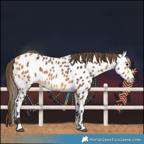 Horse Color:Buckskin Near Leopard
