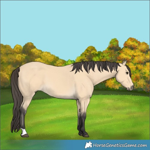Horse Color:Buckskin