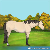 Horse Color:Buckskin 