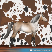 Horse Color:Gray Buckskin 