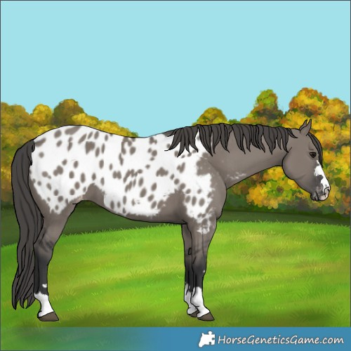 Horse Color:Grullo Blanket 