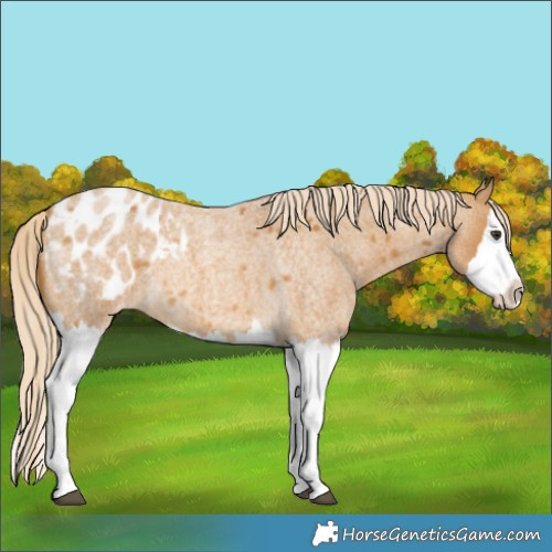 Horse Color:Palomino Roan Splash Blanket 