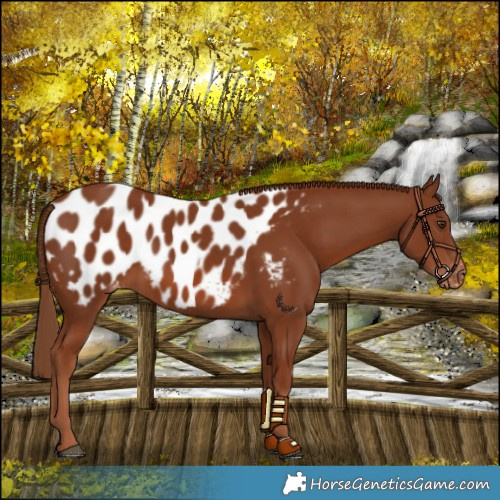 Horse Color:Chestnut Near Leopard 