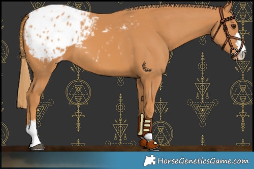 Horse Color:Chestnut Blanket 