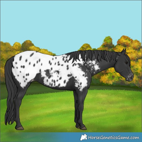 Horse Color:Black Near Leopard 