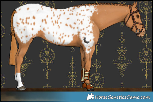 Horse Color:Chestnut Near Leopard 