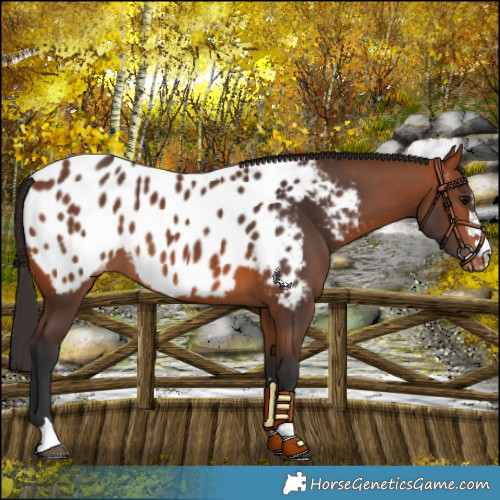 Horse Color:Bay Near Leopard 