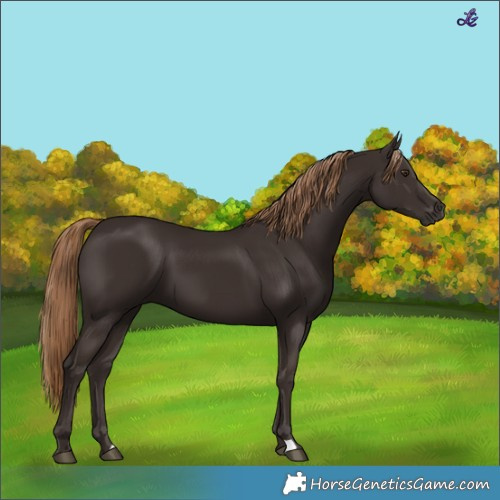 Horse Color:Liver Chestnut 