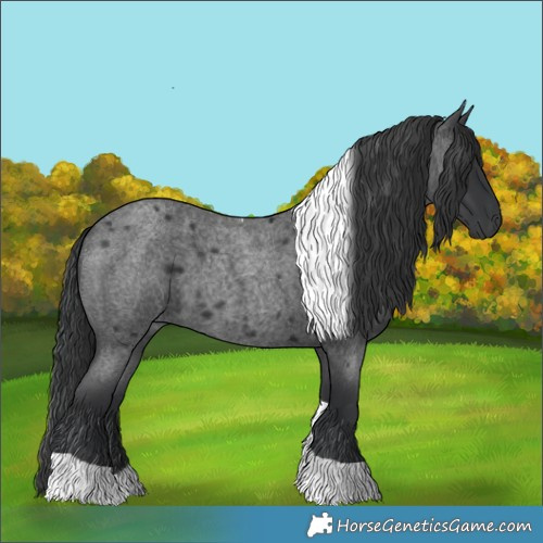 Horse Color:Blue Roan Tobiano 