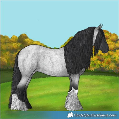 Horse Color:Blue Roan Tobiano 