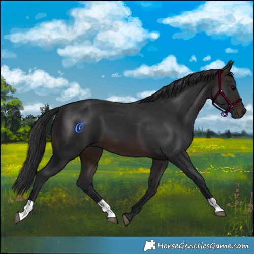 Horse Color:Brown 