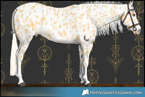Horse Color:Palomino Leopard and Palomino Leopard