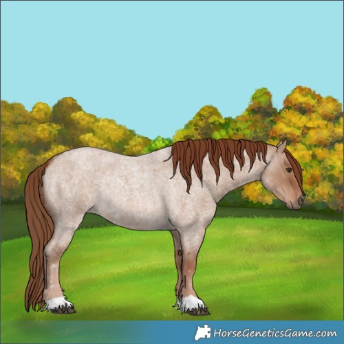 Horse Color:Red Dun Roan