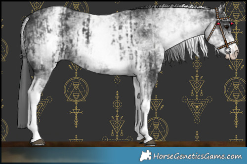 Horse Color:White Spotted Black Rabicano and White Spotted Black Rabicano