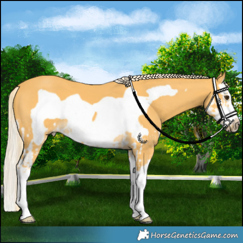 Horse Color:Palomino Splash Frame  and Palomino Splash Frame 