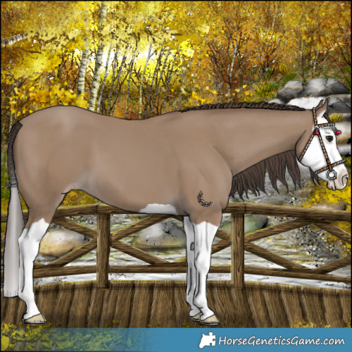Horse Color:Classic Champagne Splash 