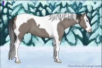 Horse Color:Grullo Sabino Splash Tobiano