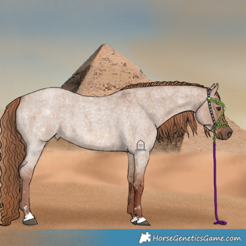 Horse Color:Red Dun Roan 