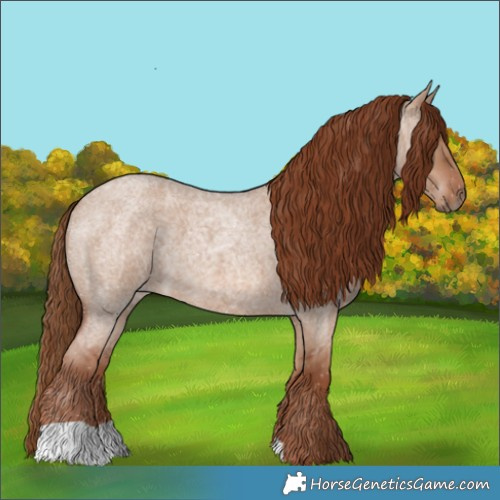 Horse Color:Red Dun Roan 