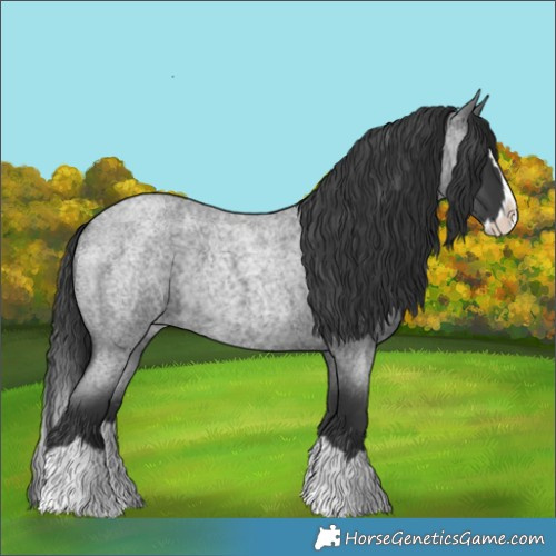 Horse Color:Blue Roan Splash Rabicano 