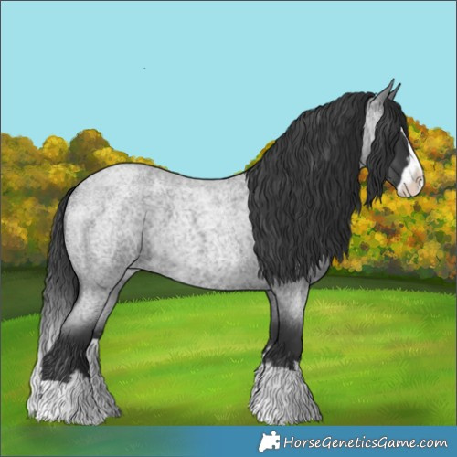 Horse Color:Blue Roan Splash 