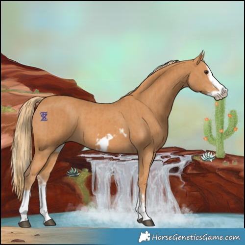 Horse Color:Chestnut Splash Frame  and Chestnut Splash Frame 